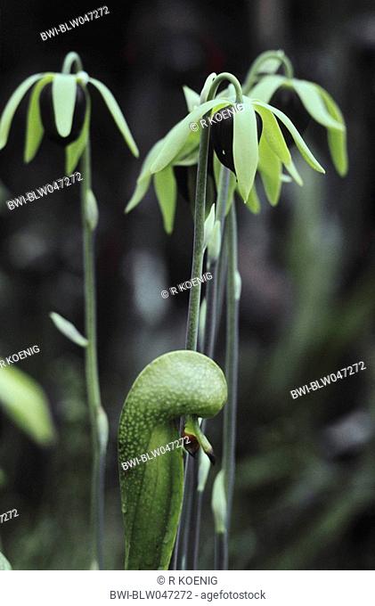 California pitcher plant, Cobra Lily Plant Darlingtonia californica, flowers and trap