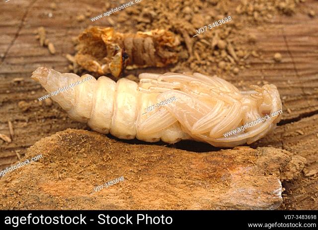 Great capricorn beetle pupa (Cerambyx cerdo) is an insect native to Europe, northern Africa and Near East
