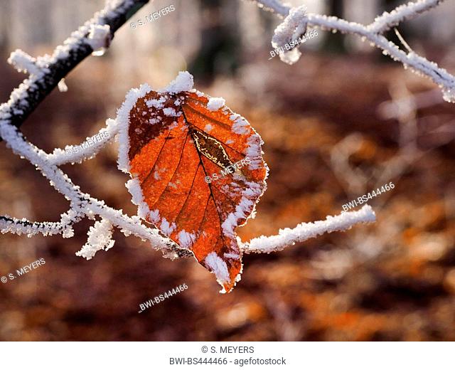 common beech (Fagus sylvatica), branch with beech leaf with hoarfrost, Germany, Baden-Wuerttemberg