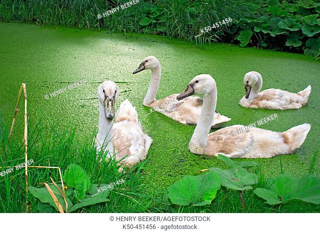 Family of Young Mute Swans swimming in the canals of Holland