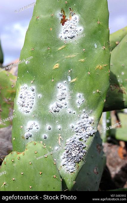 Cochineal (Dactylopius coccus) is an hemiptera insect that which dye carmine is extracted. This photo was taken in Guatiza, Lanzarote Island, Canary Islands