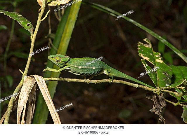 Chameleon (Calumma gastrotaenia), Anjozorobe National Park, Madagascar