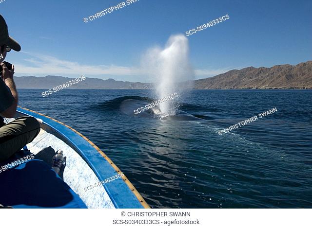 Blue whales balaenoptera musculus Gulf of California Whale watchers are delighted by a blue whale that surfaces near their small boat