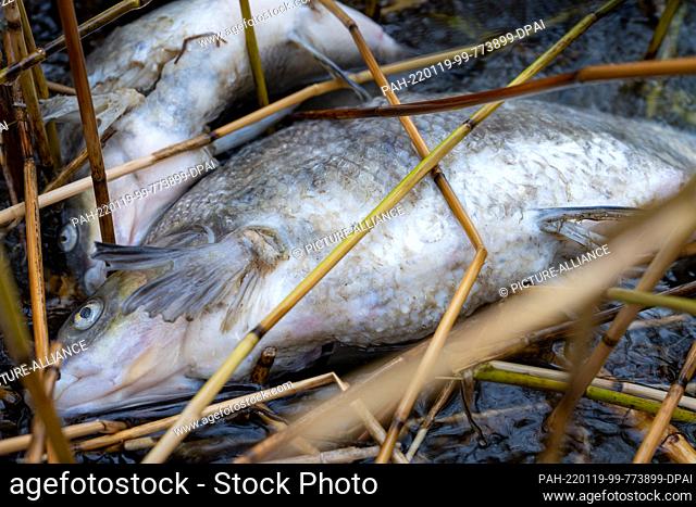 19 January 2022, Mecklenburg-Western Pomerania, Lietzow: Dead fish from the Little Jasmund Bodden on the island of Rügen lie on the shore