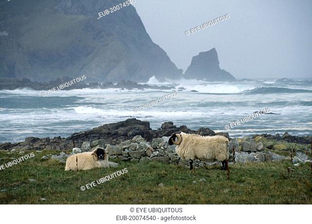 Coastal landscape with crashing waves and two black faced sheep on grassland in foreground