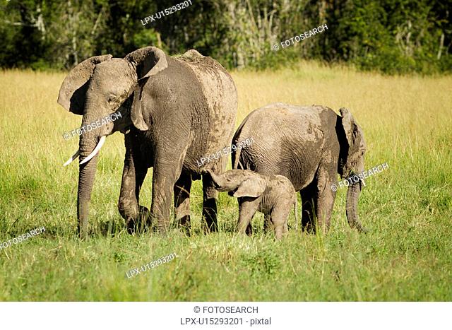 Adult elephant with very young baby elephant and older sibling, side view as they walk in long grass, with woodland beyond, Maasai Mara, Kenya