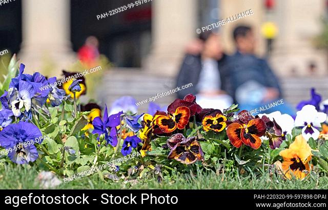 20 March 2022, Baden-Wuerttemberg, Stuttgart: Flowers bloom in beds on the castle square. Photo: Marijan Murat/dpa. - Stuttgart/Baden-Wuerttemberg/Germany