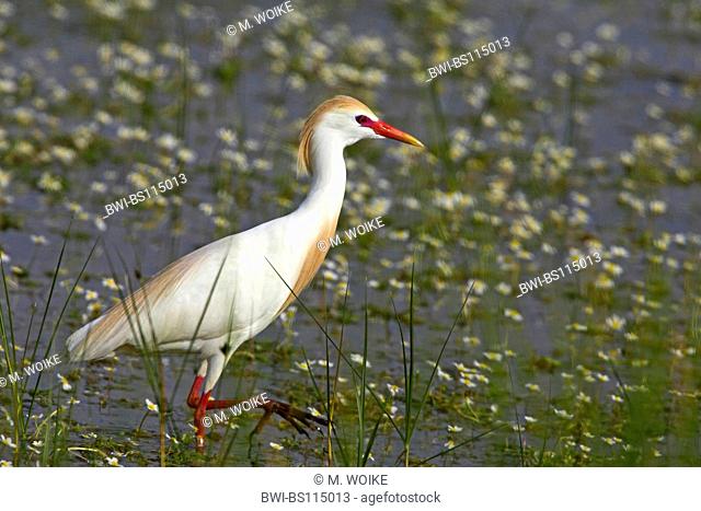 cattle egret, buff-backed heron (Ardeola ibis, Bubulcus ibis), male in shallow water, Spain, Andalusia