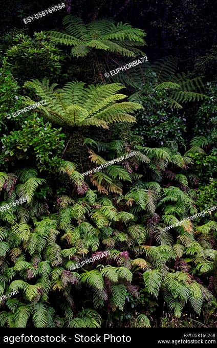 Wheki Dicksonia squarrosa on top and palm-leaf ferns Parablechnum novae-zelandiae at the bottom. Fiordland National Park. South Island. New Zealand