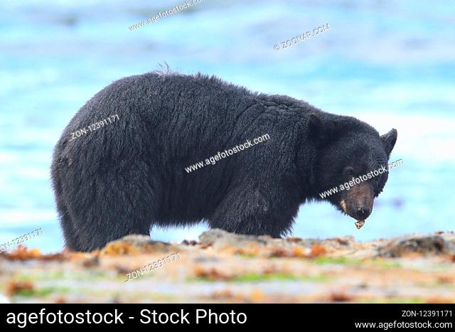 Black bear roaming low tide shores, looking for crabs. Vancouver Island, Canada