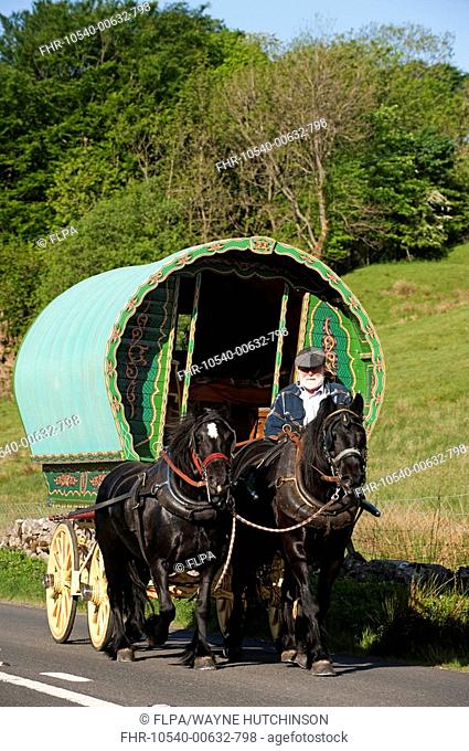 Horse drawn Gypsy caravan on road to Appleby Horse Fair, near Ravenstonedale, Cumbria, England, june