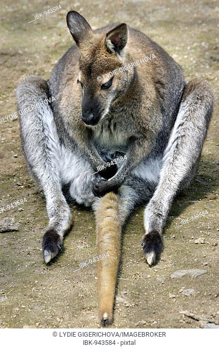 Bennet's Wallaby (Macropus rufogriseus frutica, Wallabia rufogrisea)