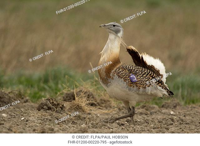 Great Bustard (Otis tarda) adult male, walking on soil, released in reintroduction project, Wiltshire, England, April