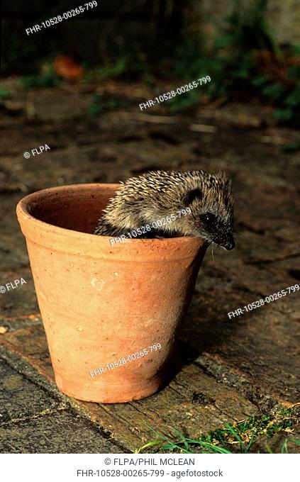 European Hedgehog Erinaceus europaeus young climbing out of terracotta pot on patio, England
