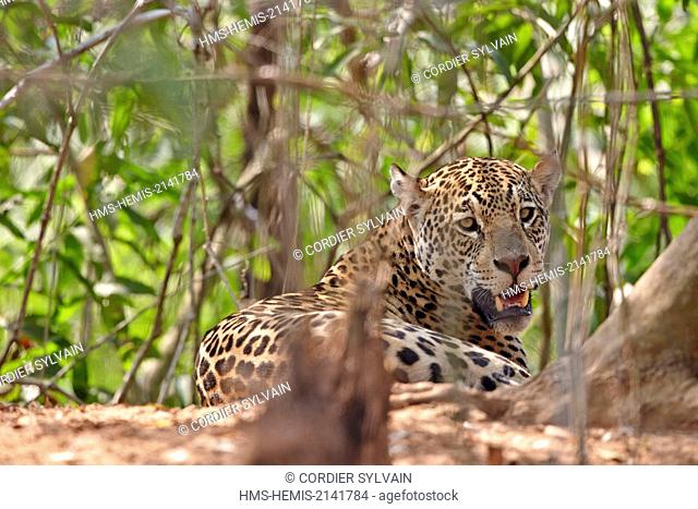 Brazil, Mato Grosso, Pantanal region, jaguar (Panthera onca), relaxing on the edge of a river