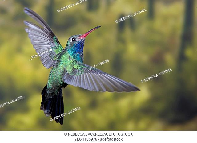 North America, USA, Arizona, Madera Canyon, Santa Rita Lodge  Male Broad-billed hummingbird in flight