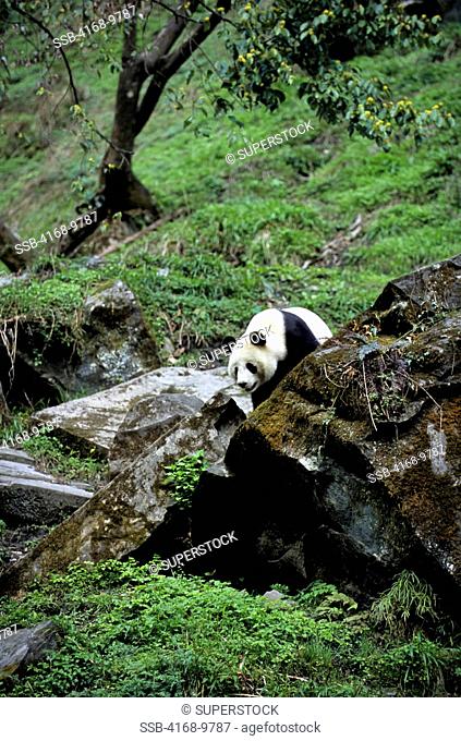 China, Sichuan Province, Wolong Panda Reserve, Giant Panda Ailuropoda Melanoleuca On Hillside