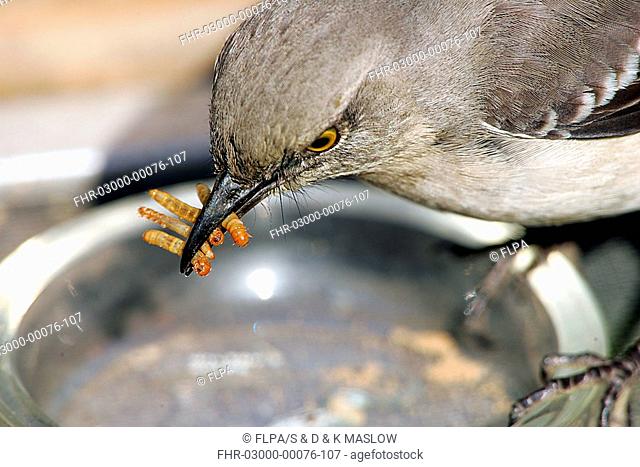 Northern Mockingbird Mimus polyglottos adult, close-up of head, feeding on mealworms at feeder, U S A