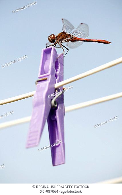 Ruddy Darte Dragonfly Sympetrum sanguineum, resting on clothes peg, Texel Island, Holland