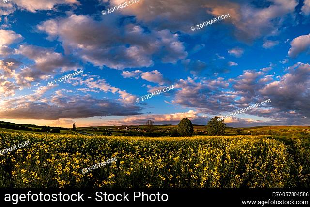 Spring sunset rapeseed yellow blooming fields view, blue sky with clouds in evening sunlight. Natural seasonal, good weather, climate, eco, farming