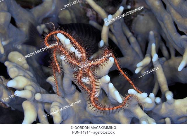 In daytime rarely seen and at night time easily overlooked This group of brittle stars Ophiothrix sp require close scrutiny to reveal their vivid natural...