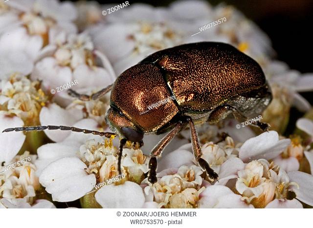 Cryptocephalus aureolus, Chrysomelid beetle