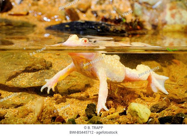 yellow-bellied toad, yellowbelly toad, variegated fire-toad (Bombina variegata), albino in shallow water, Germany
