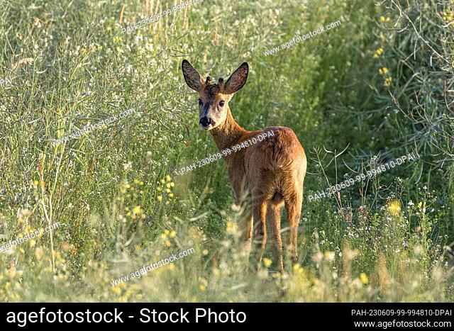 09 June 2023, Schleswig-Holstein, Maasholm: A young roebuck stands in a rapeseed field in the ""Schleimündung"" nature reserve