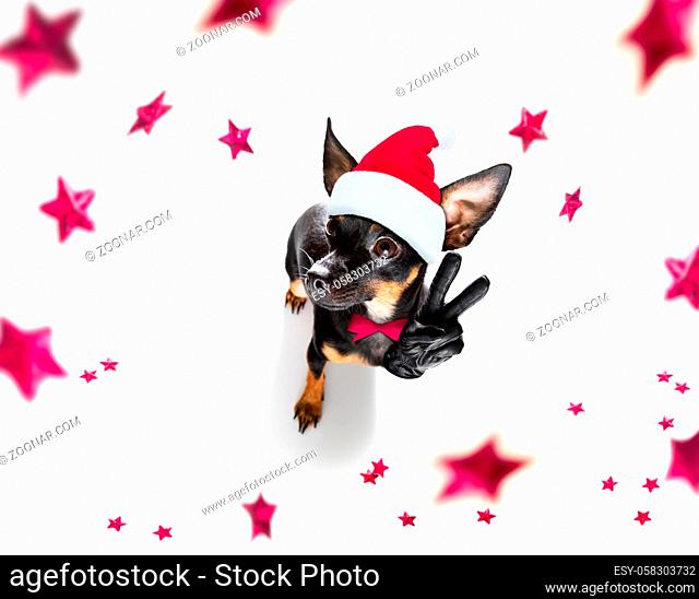 pregue ratter , praguer rattler dog celebrating new years eve with owner and champagne glass or cocktail isolated on white background , wide angle view