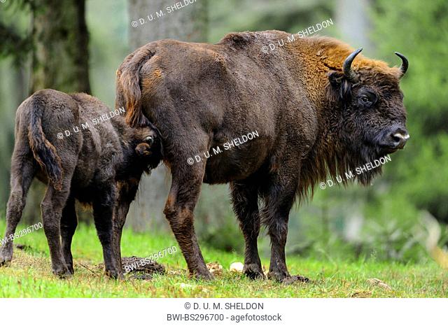 European bison, wisent (Bison bonasus), cow with suckling calf in a meadow, Germany, Bavaria, Bavarian Forest National Park