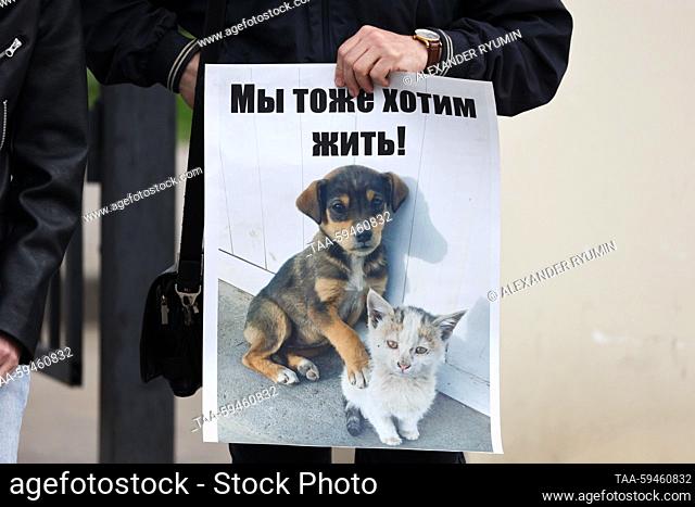 RUSSIA, RYAZAN - MAY 28, 2023: A person holds a picture of a puppy and a kitten with a message reading ""We Want to Live Too"" during a campaign against...