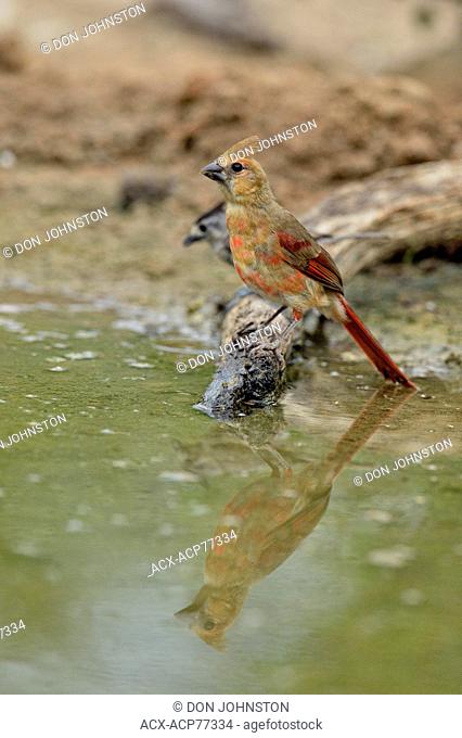 Northern Cardinal (Cardinalis cardinalis) Juvenile, Rio Grande City, Texas, USA