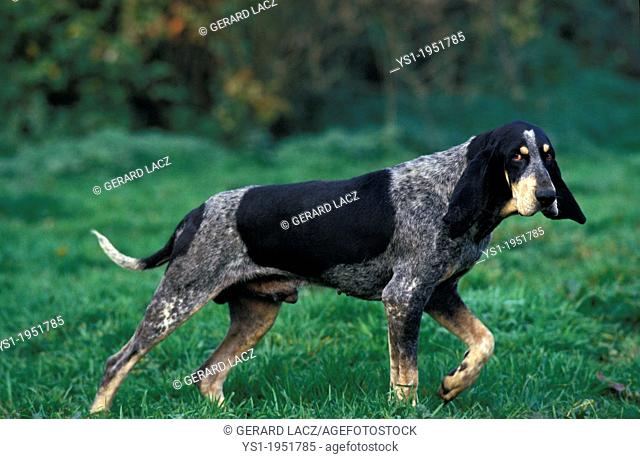 Little Blue Gascony Hound, Male Dog standing on Grass