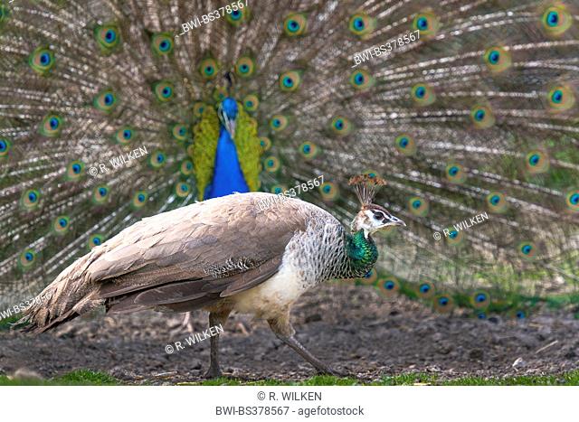 Common peafowl, Indian peafowl, blue peafowl (Pavo cristatus), peahen in front of a displaying peacock, Germany, North Rhine-Westphalia