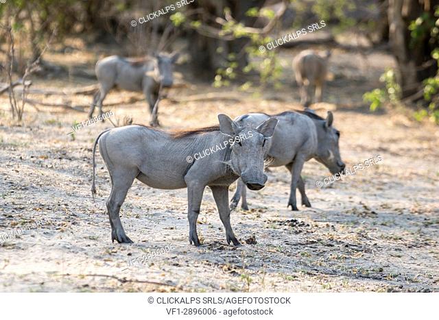 Warthogs. Mahango Game Reserve, Bwabwata National Park, Kavango, Namibia