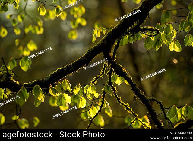 young light green leaves of copper beech shine in evening light, moss covered branch, spring, Pfälzerwald Nature Park, Pfälzerwald-Nordvogesen Biosphere Reserve