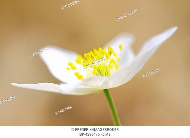 Windflower, also wood anemone or thimbleweed (Anemone nemorosa) flowering, North Rhine-Westphalia, Germany