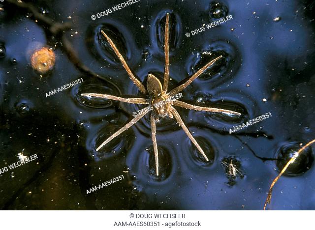 Fishing Spider (Dolomedes) On Water Surface Tension Blackbird SF/Delaware