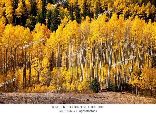 Aspens show their fall colors in the Rocky Mountains of Colorado