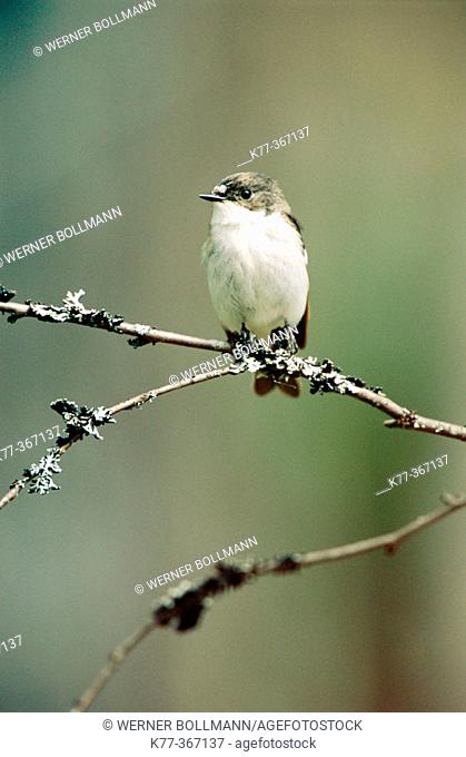 Pied flycatcher, male (Ficedula hypoleuca). Finland