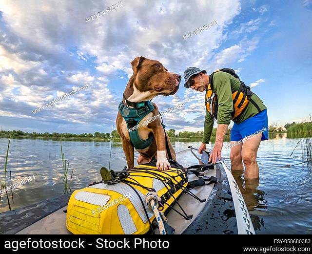 senior male paddling stand up paddleboard with his pitbull dog on lake in Colorado, summer scenery