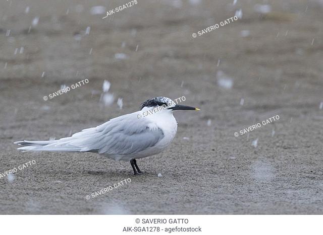 Sandwich Tern (Thalasseus sandvicensis), adult resting on the beach under a snowfall
