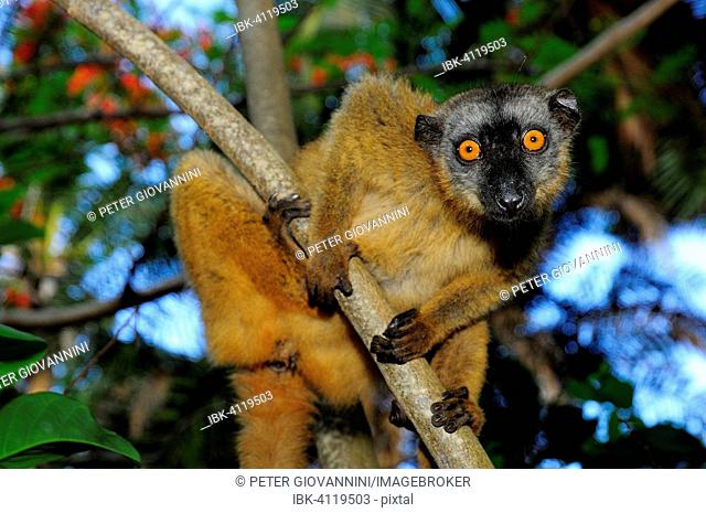 Common brown lemur (Eulemur fulvus mayottensis), Mayotte