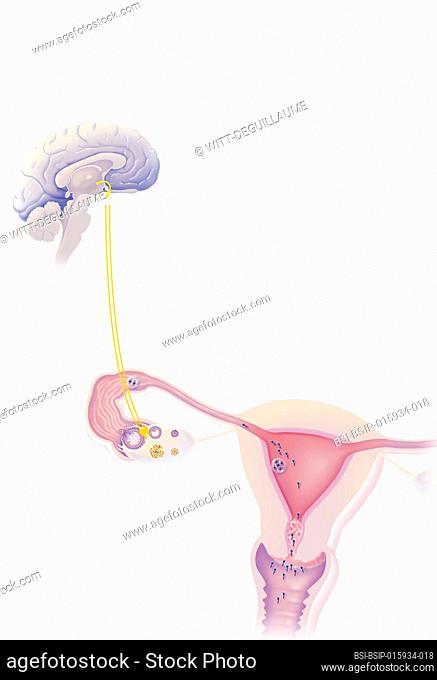 Brain and ovary, uterine endometrium, cervical mucus, targets of hormonal contraceptives. The hypothalamus regulates the secretion of FSH and LH from the...