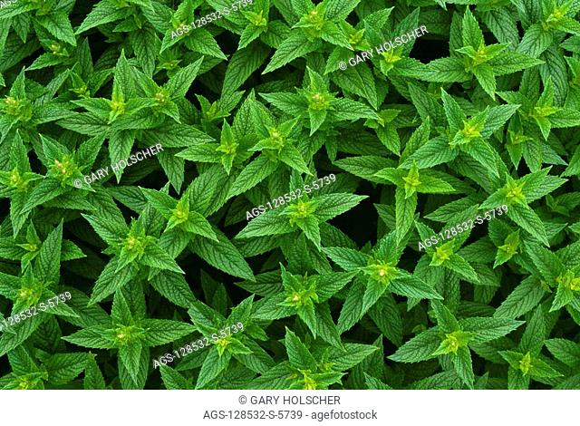 Agriculture - Close-up detail of commercial spearmint growing in a field / WA - Yakima Co
