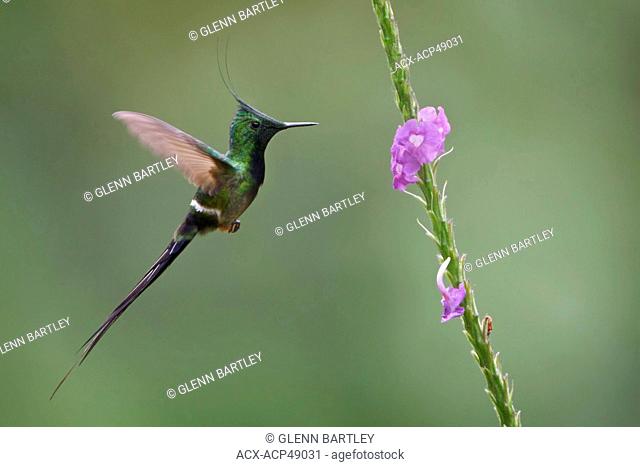 Wire-crested Thorntail Popelairia popelairii flying while feeding at a flower in Peru