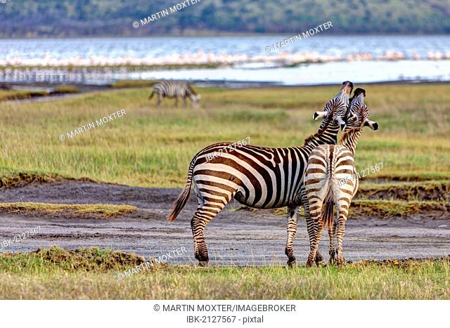 Two playful zebras (Equus quagga boehmi), Lake Nakuru National Park, Kenya, East Africa, Africa, PublicGround