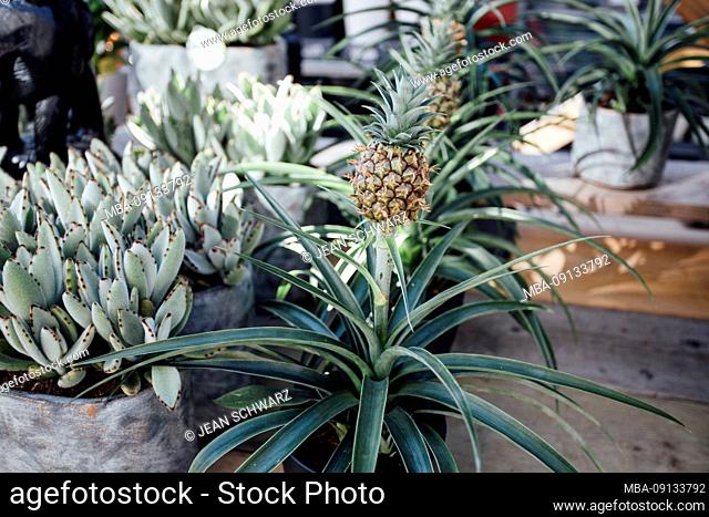 Blumenmarkt Groningen, Netherlands: Small pineapple plant