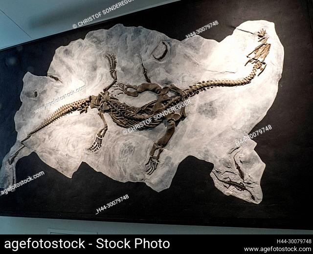 Fossilienmuseum in Meride