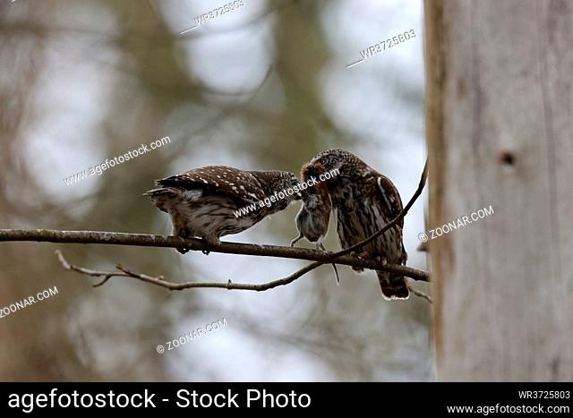 Eurasian pygmy owl (Glaucidium passerinum) the male passes a mouse to the female, Swabian Jura Germany